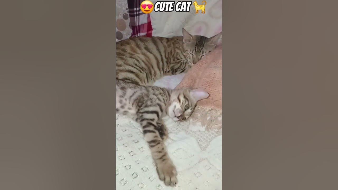 most popular song #song #music #cat #love