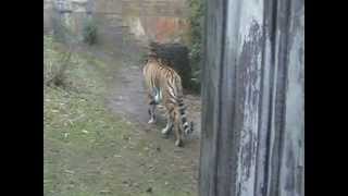 Maharajah Jungle Treck (tigers) #1 - Disneys Animal Kingdom - Orlando Florida