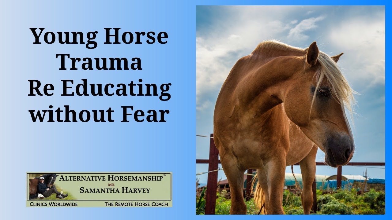 Rehabilitating a Rescue Horse Horsemanship Building Trust and Try in