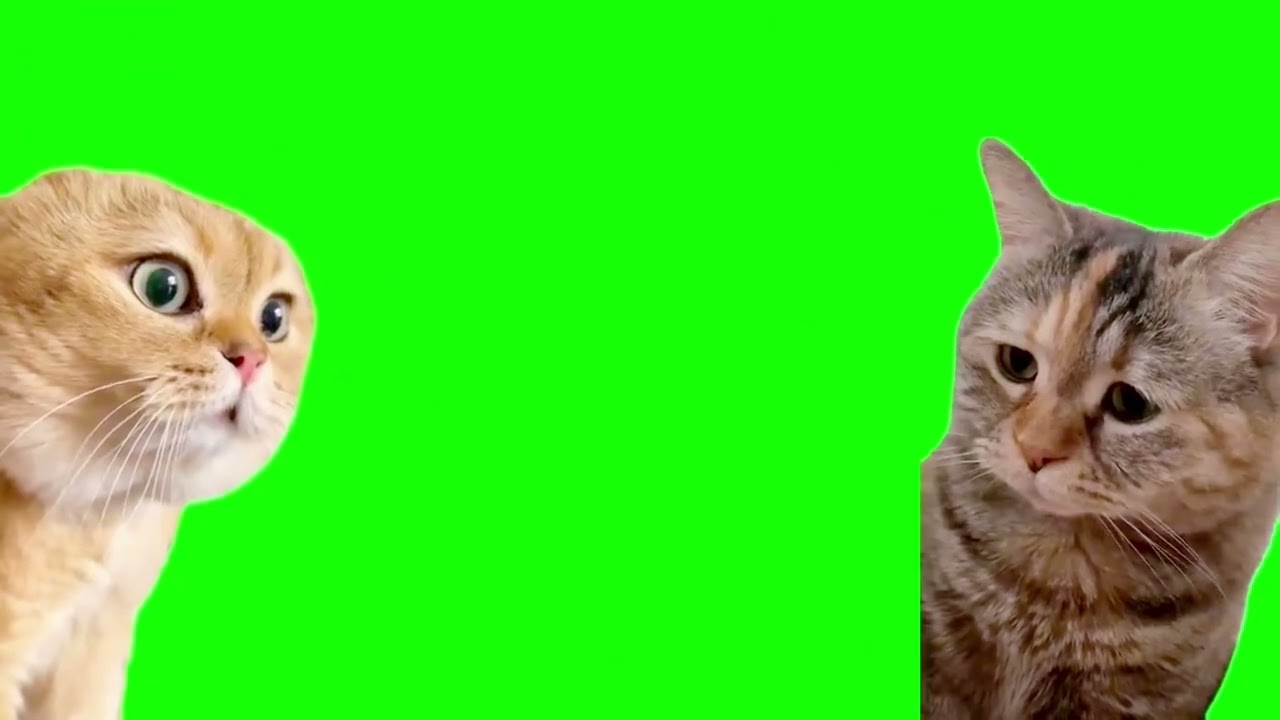 mian⭐︎緑猫 猫ミーム 素材 大全集 part1（cat meme greenscreen Complete
