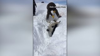 Blizzard forces South Dakota rancher to dig cattle out of snow
