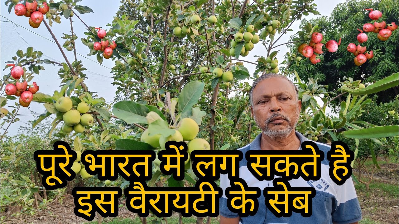 Best Apple variety for all over India