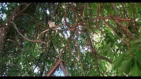 Backyard Birds in Maine- Episode 4