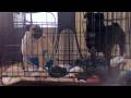 Crate Training 2 Crate Training 2