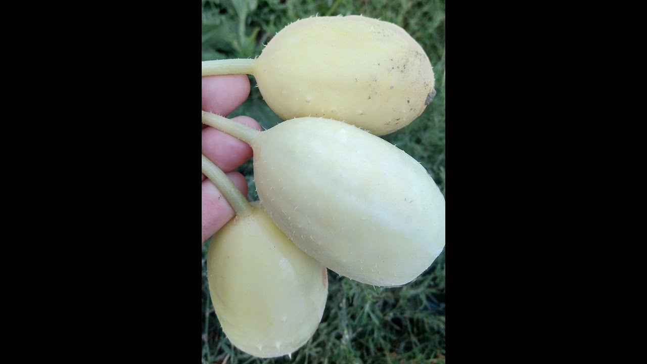 Ангурия сирийская. Антильский огурец.