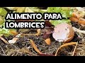 El Mejor Alimento para Lombrices | Huerto Organico