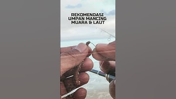 SALAH SATU UMPAN MANCING DI MUARA & LAUT