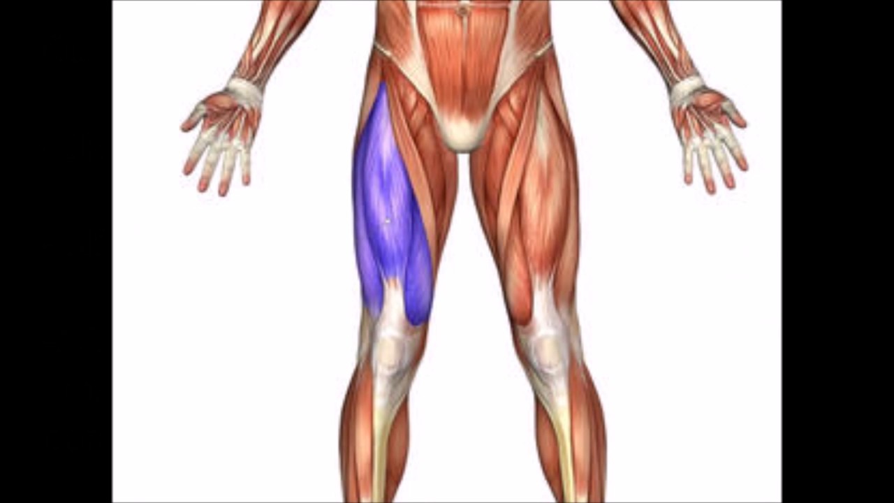 Tren inferior del cuerpo humano