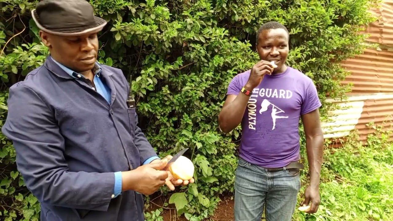 harvesting yacon tuber 0793518655