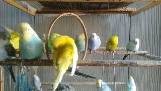 Sweet Budgie Sounds and Beautiful Rainbow Colors in One Peaceful Bird Experience
