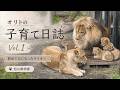 オリトの子育て日誌 Vol.1 🦁 初めて父になったライオン|旭山動物園
