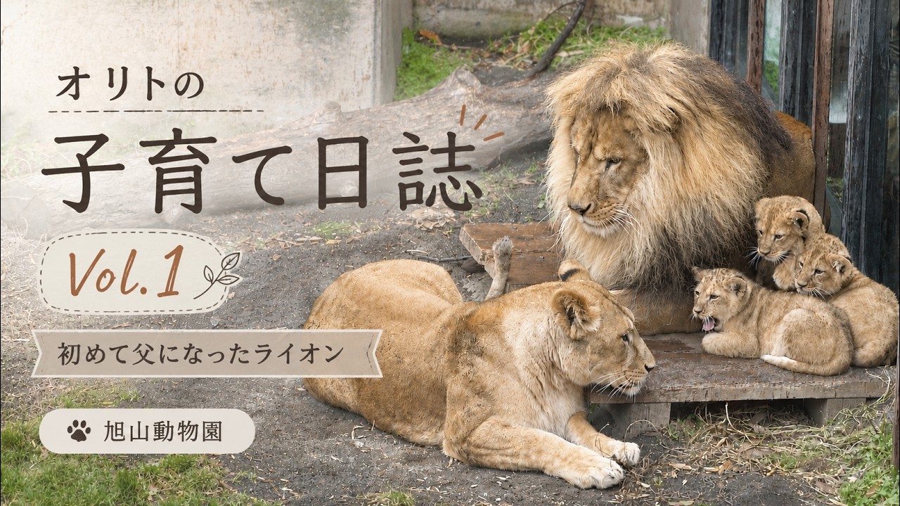 オリトの子育て日誌 Vol.1 🦁 初めて父になったライオン|旭山動物園