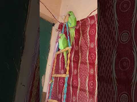 Highlight 11:54 - 16:54 from Dimpal Yadav 10M views is live!
