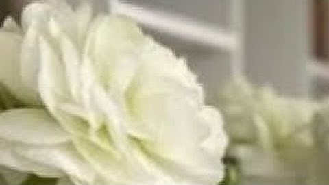 سورة التوبة (ص - ٢٠٠) || القارئ الشيخ إدريس أبكر حفظه الله