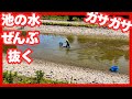 広大野池ガサガサ#池の水ぜんぶ抜く#塩田養鯉場 #錦鯉