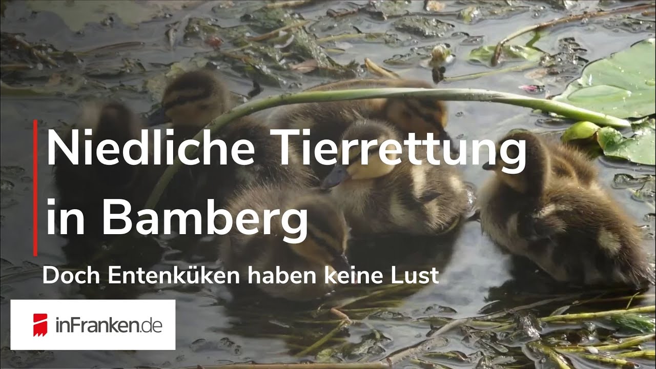 NIEDLICHER RETTUNGSVERSUCH: Doch Entenküken haben keine Lust