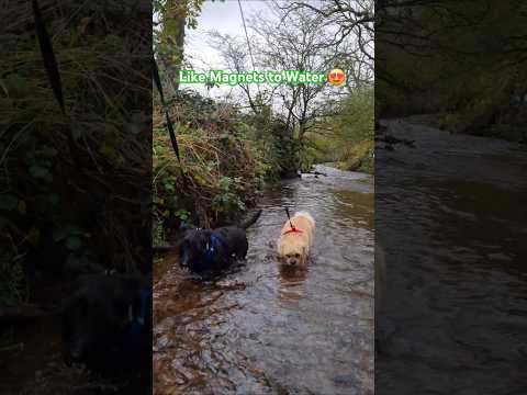 These Terriers are magnetically attracted to the River ๐