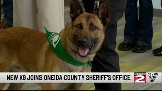 Meet Officer Indi: 2nd K-9 Joins the Oneida County Sheriff's Office This Week
