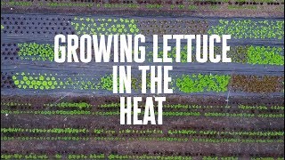 Summer Salad Secrets: Growing Lettuce in the Sweltering Heat!