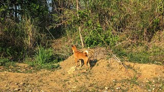 Zoui-In A Chhungte Hâw A Lo Lawm Dan Tâwia Thangtâwia