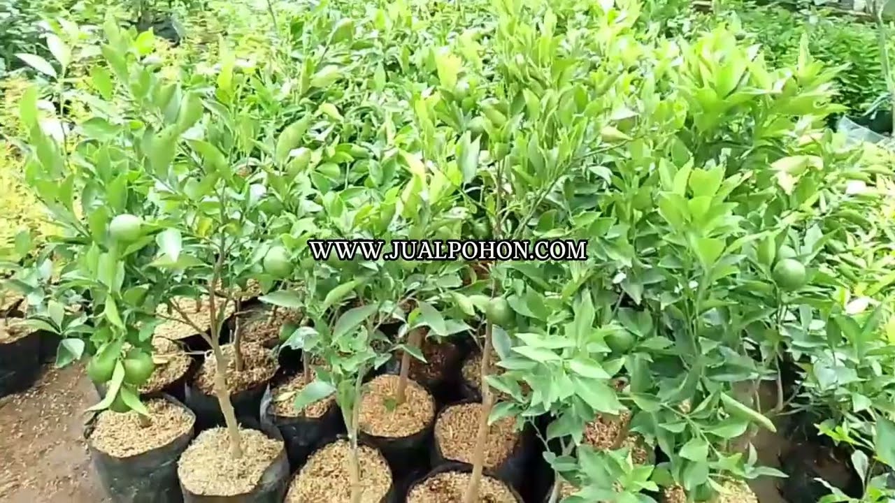 Jual Bibit Jeruk Siyam Madu Berbuah, Siap Panen Cepat !