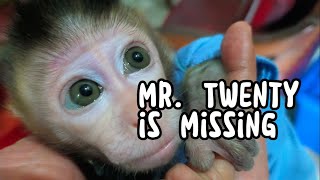 Mr.Twenty is missing . Lovely Fauna Youtube channel