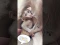 #tirkut #phar #ka #funny #baby #monkey #funny #baby #animals #trending #shorts #video 😘🥰🐒🐒