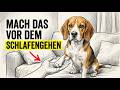 8 Dinge, Nach Denen Sich Dein Hund Vor Dem Schlafengehen Sehnt (Die Meisten Besitzer Übersehen Das)