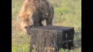 Wild spotted hyena opening a puzzle box