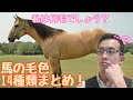 馬の毛色と特徴、全１４種類まとめました！