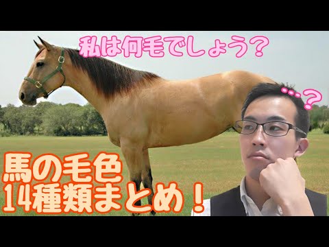 Gelderland馬の特徴と注意点、誤解と真実を徹底解説