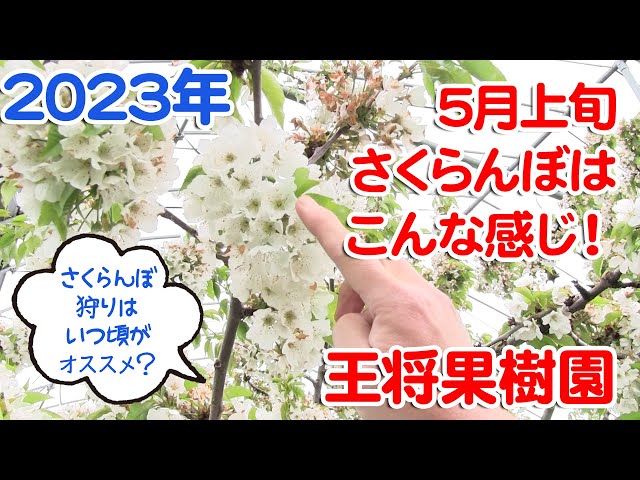 王将果樹園 5月上旬のさくらんぼはこんな感じです！ - YouTube
