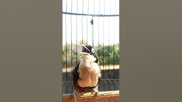 Masteran terbaik Rambatan doraemon #birds