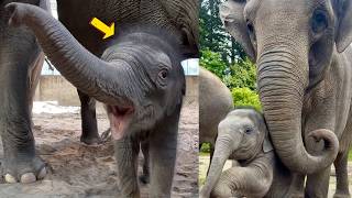 Meet Tula-Tu: The Oregon Zoo's New Baby Elephant Stealing Hearts!