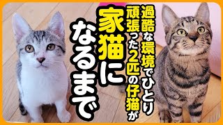 【祝卒園】過酷な環境で保護された2匹の子猫が、いっしょのお家で幸せな家族になるまで【まとめ】