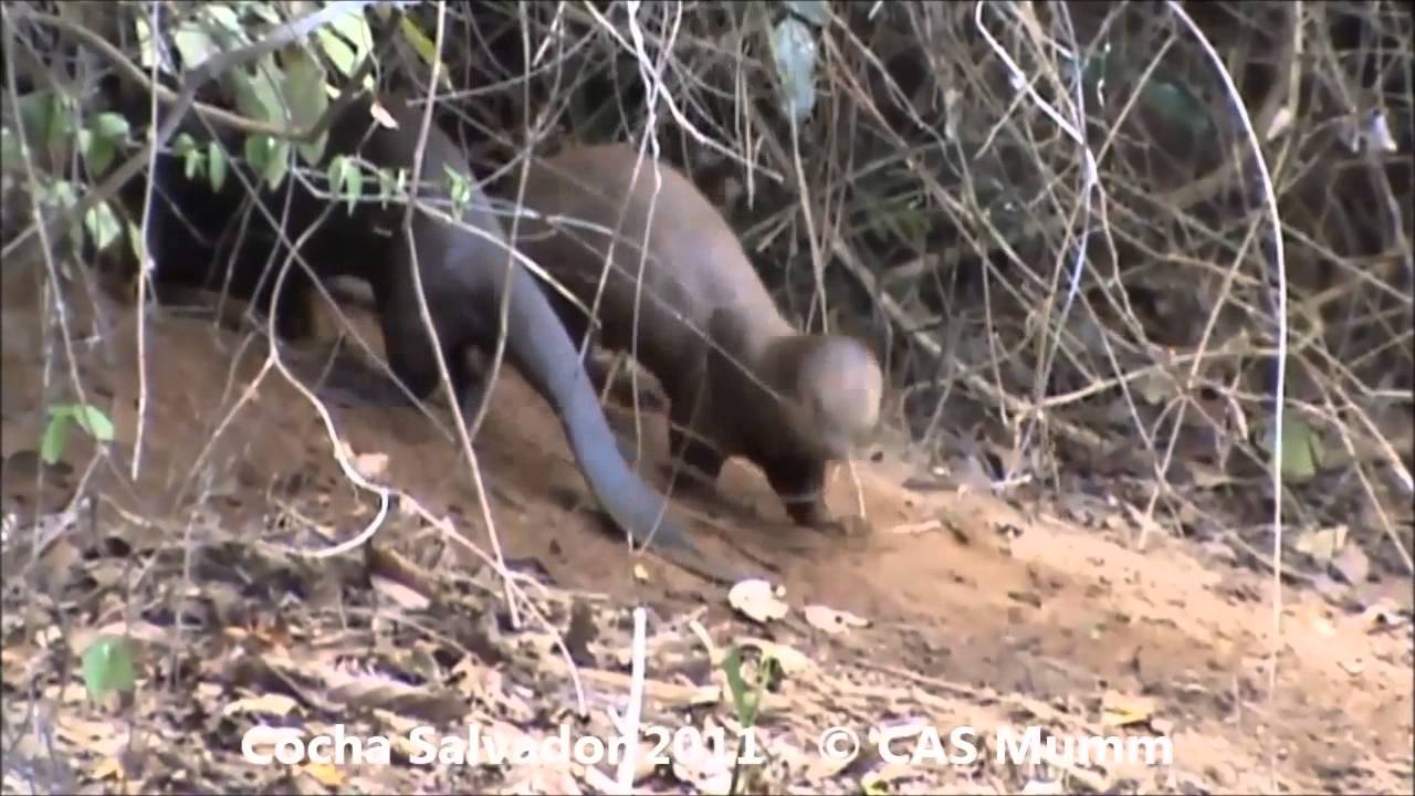Territorial marking (Lake Salvador, Peru, 2011)