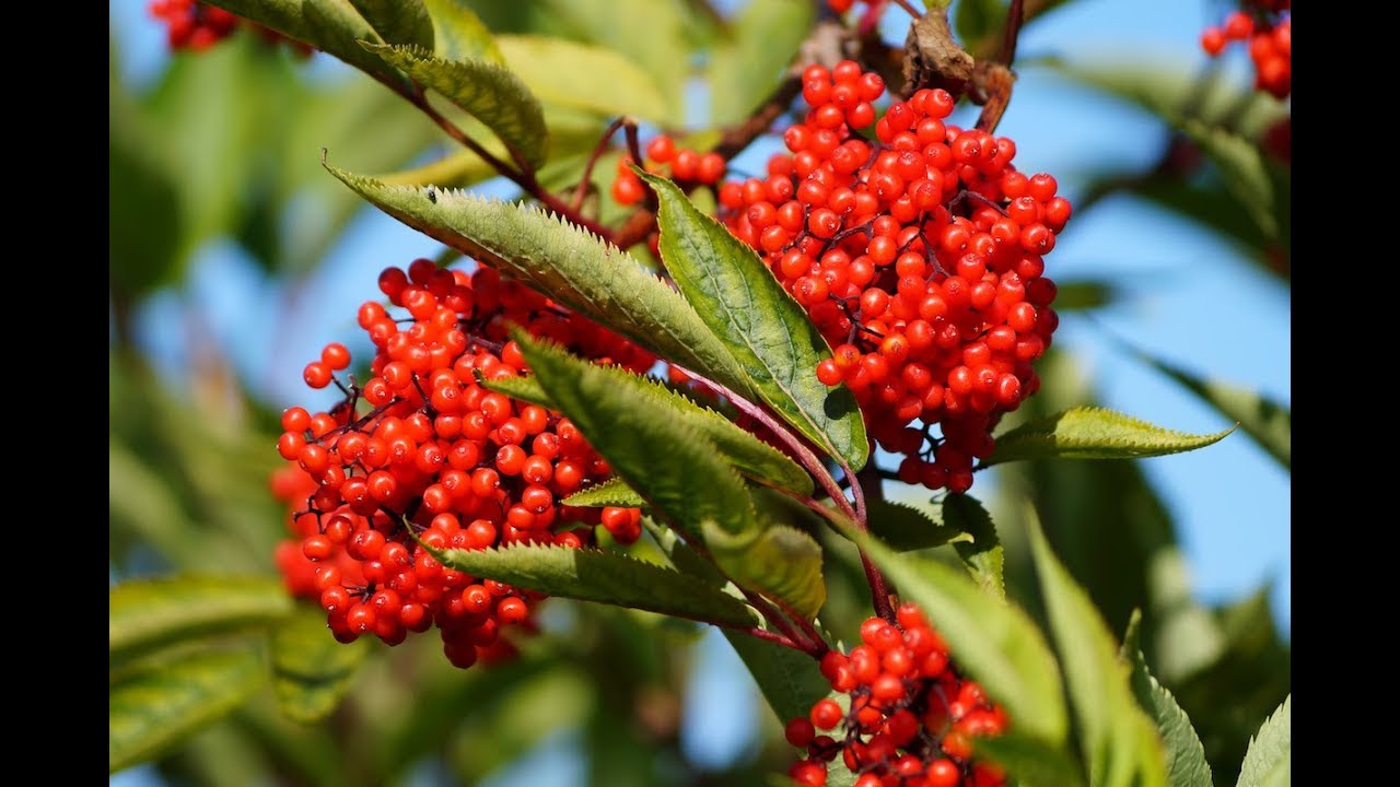 Nathan Discovers Oregon's Largest Red Elderberry Tree YouTube