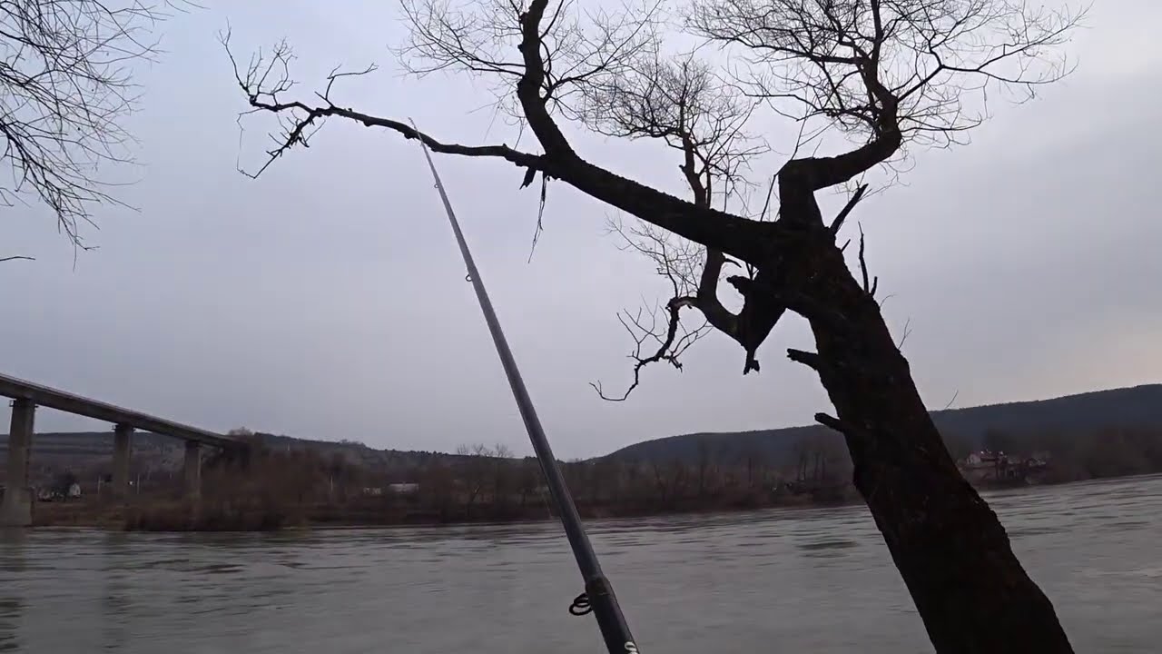 Ловля на курячу печінку на Дністрі