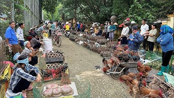 CHỢ PHIÊN HẤP DẪN NHẤT TỈNH LÀO CAI BÁN TOÀN ĐỒ LẠ - ĐỒ RỪNG, DƯỢC LIỆU ĐỘC LẠ BÀY BÁN LA LIỆT