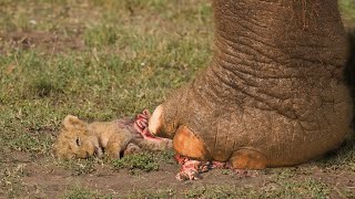 Huge Elephant vs Lion cub : No Way To Escape!!