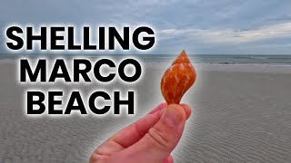 #Shelling #MarcoIsland #Seashells #beachcombing