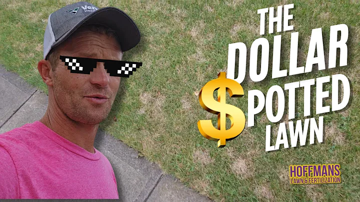 Dollar spot fungus is one of the most common lawn diseases we see during the warmer months