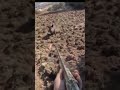 #hunting #wildernessseason #wildboar