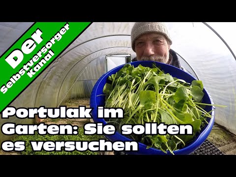 Video: Wie Wird Man Portulak Im Garten Los?