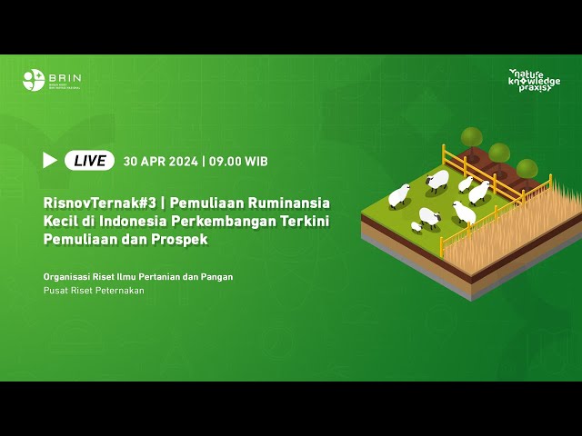 RisnovTernak#3 | Pemuliaan Ruminansia Kecil di Indonesia Perkembangan Terkini Pemuliaan dan Prospek class=