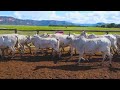 LOTE E09