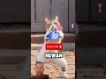 AWAS KEPITING RAKSASA YANG MENGERIKAN & BIKIN LUCU