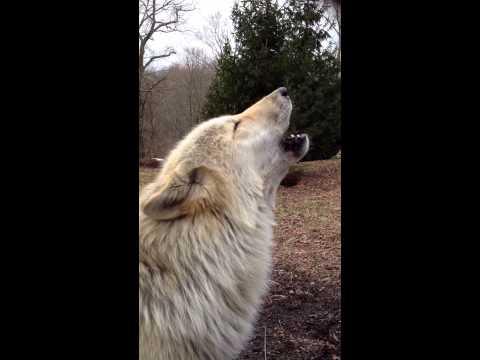 Videó: A nonprofit Wolf Sanctuary megmentette a farkas kutyák esélyét egy igazi életben