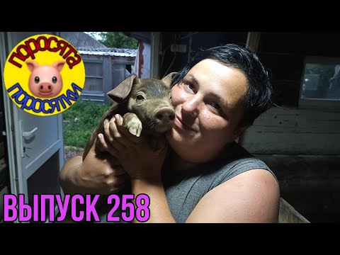 Вес поросят в