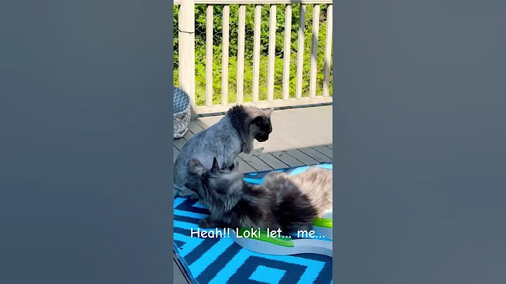 Video 8755381: mainecoon pets animal, mainecooncat, lion cut